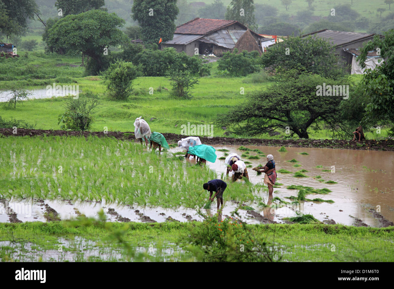 Gli agricoltori il trapianto di semi germinati a mano per il bagnato risaie. Foto Stock