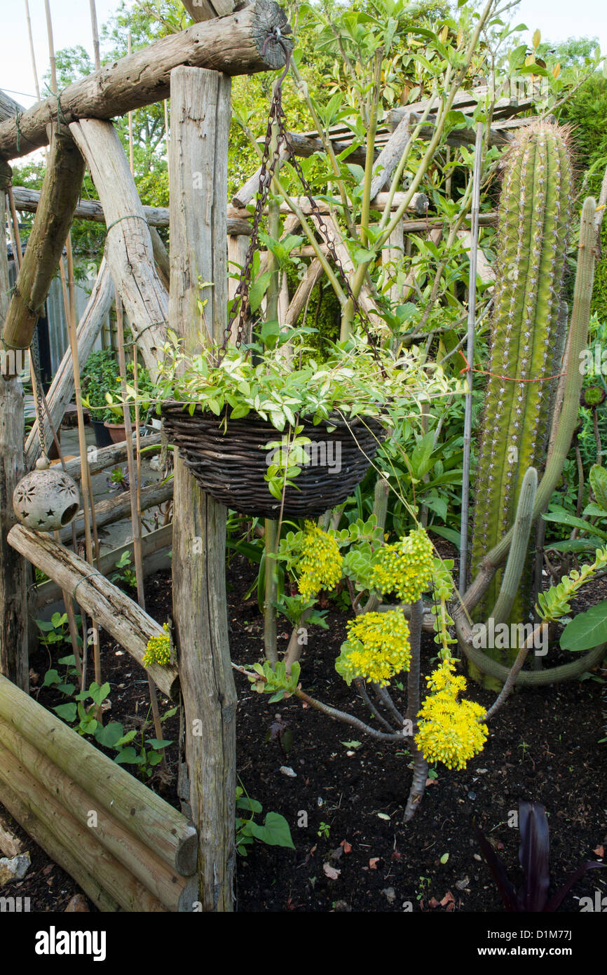Appendere cesto in vimini su una pergola in legno e mescolare la semina con cactus e euphorbia. Foto Stock