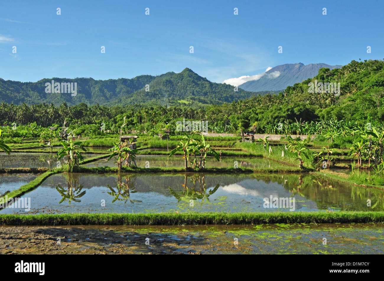 INDONESIA, Bali, Padang Bai, tipico campo di riso paesaggio con Mt Gunung Agung sulla parte posteriore Foto Stock