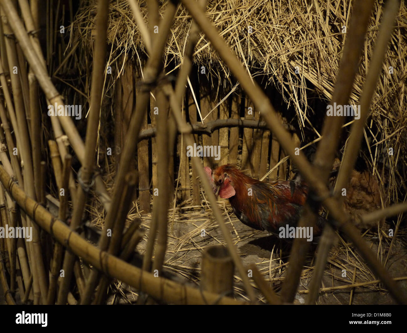 Gallina gabbia interna vecchia fattoria cinese Foto Stock