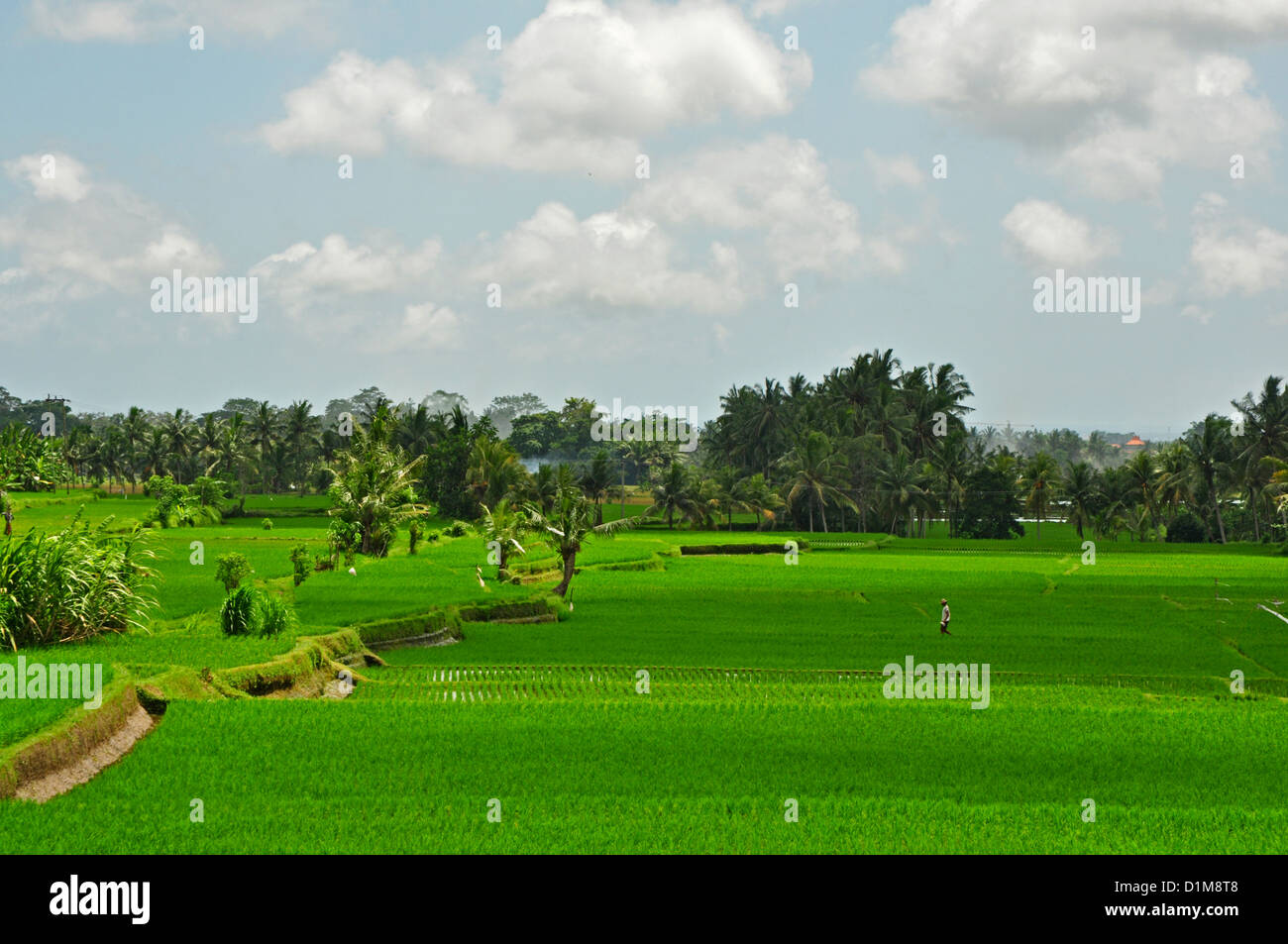 INDONESIA Bali Ubud, grande raccolta di campi di riso con il contadino Foto Stock