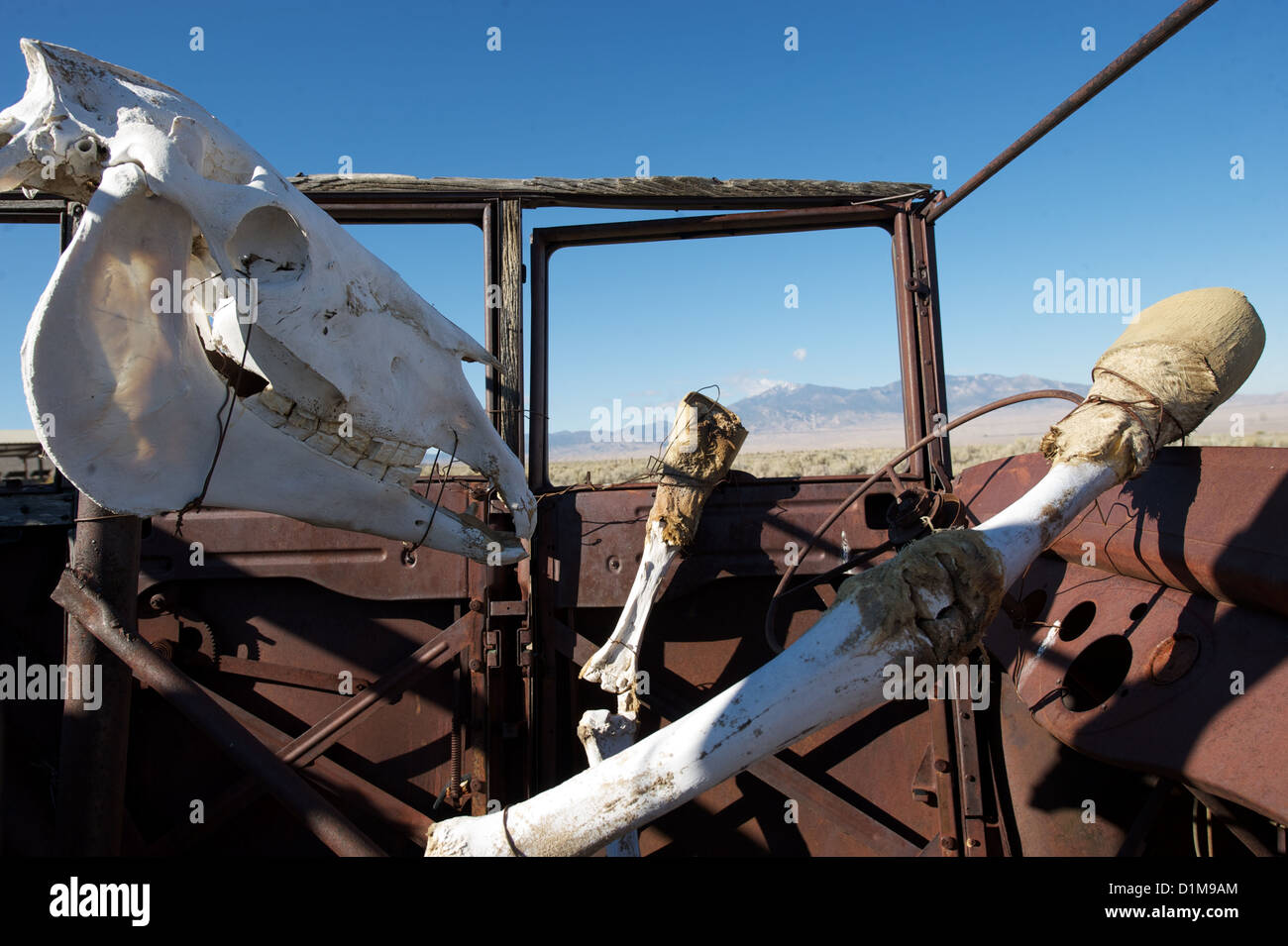 Cranio di cavallo e lo scheletro di guida auto arrugginito, che illustra il concetto di morte al volante, la guida pericolosa o decessi stradali Foto Stock