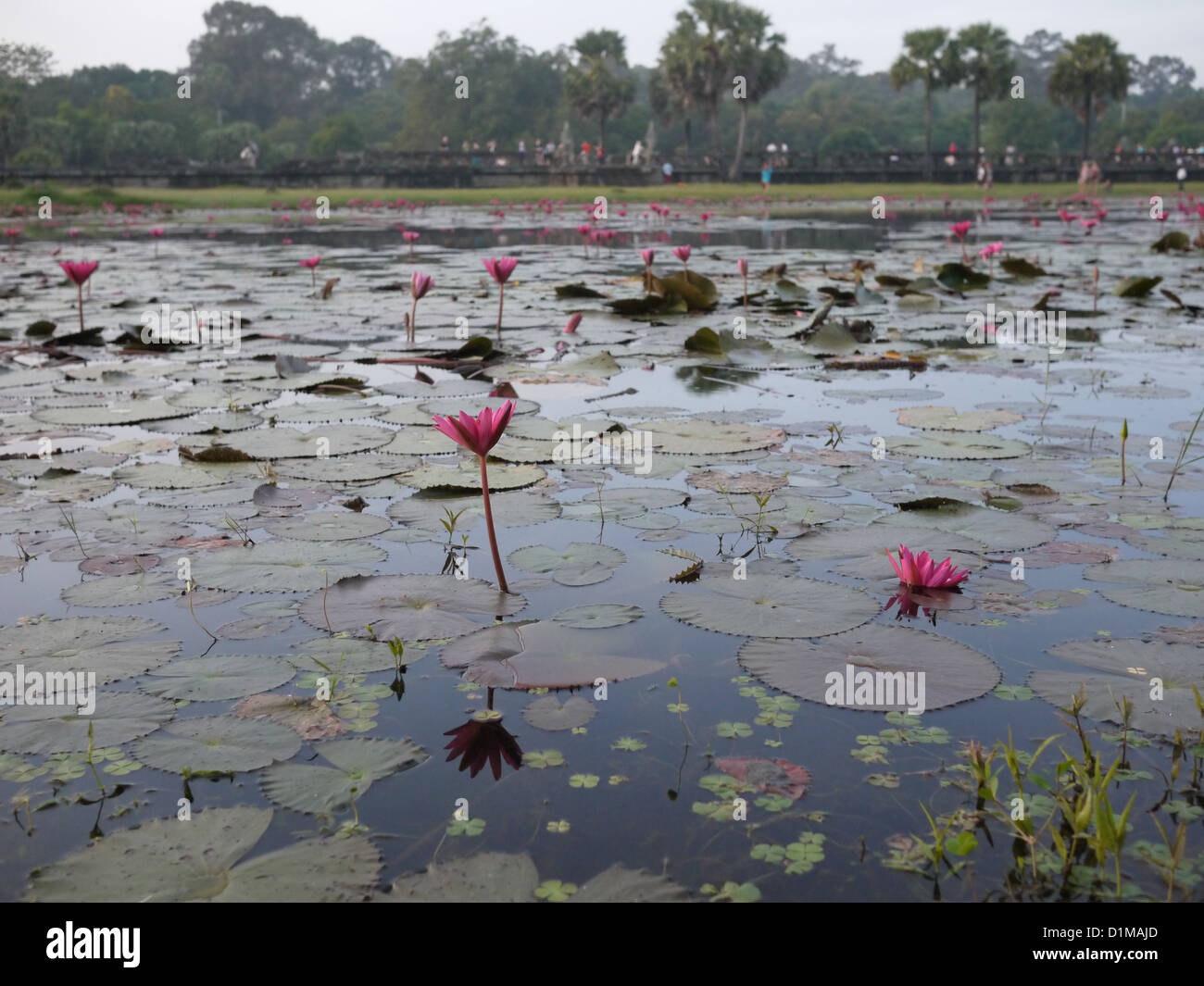 Fiore di loto pond Asia Foto Stock