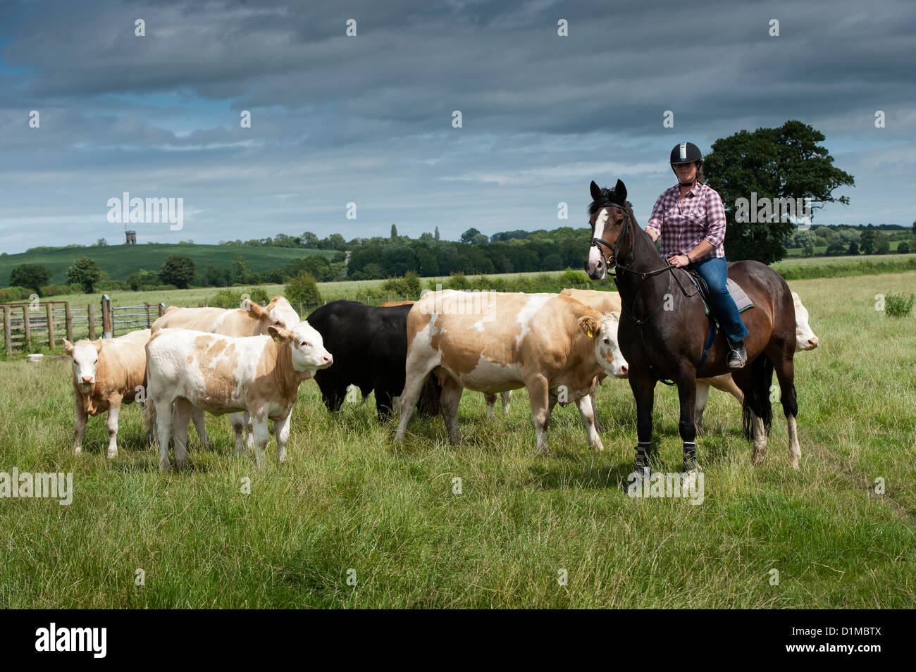 Radunare il bestiame a cavallo nei pascoli di pianura. Regno Unito. Foto Stock