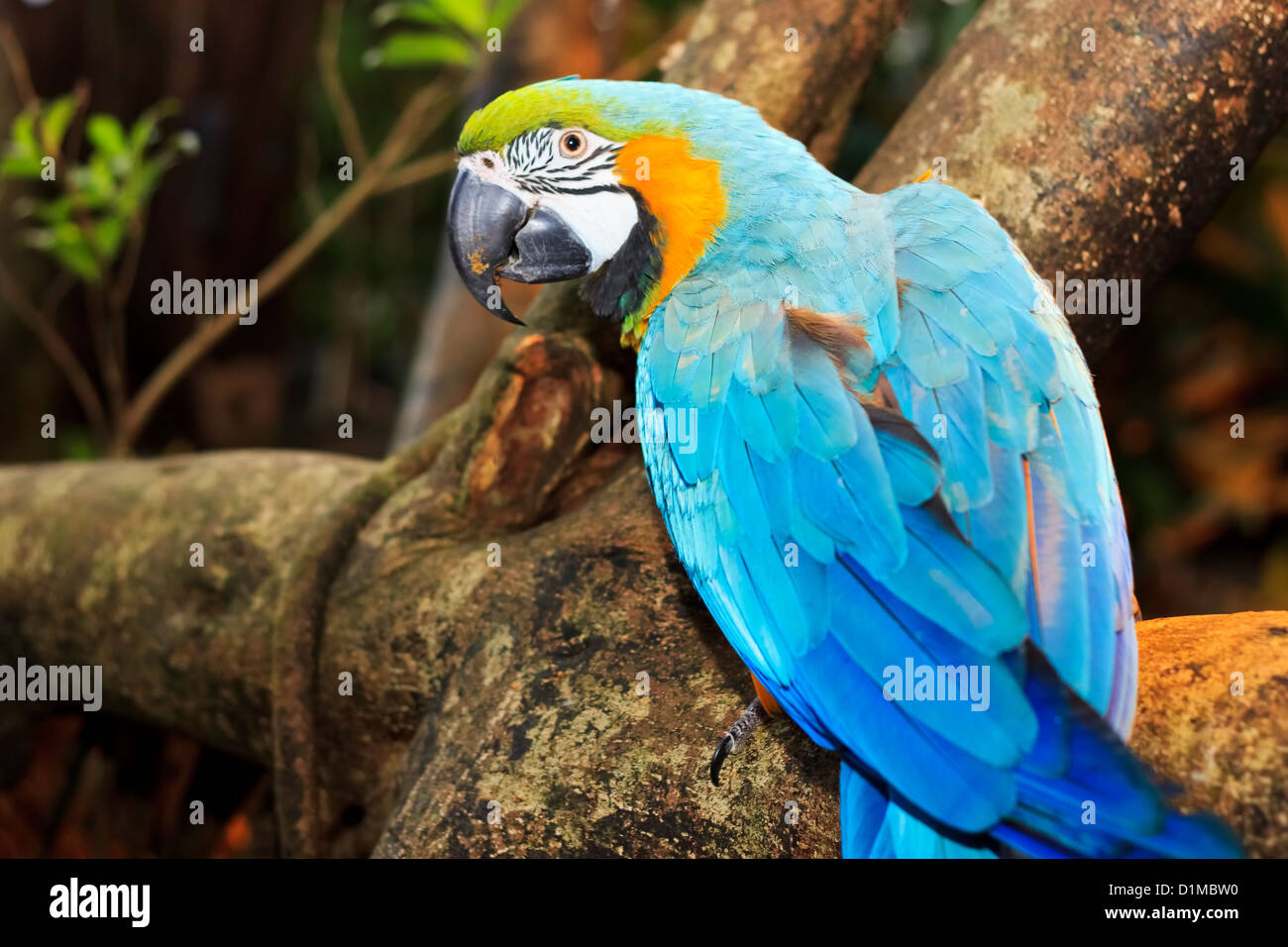 Blu-Giallo Macaw (o blu e oro Macaw) (Ara Ararauna), Randers Regnskov Zoo, Randers, Danimarca Foto Stock