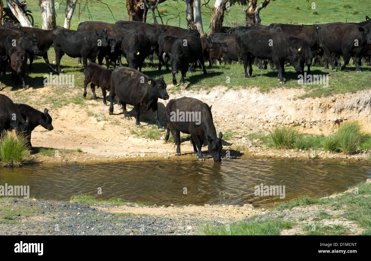 Il Black Angus bestiame vicino a un ruscello in una fattoria nel sud del Nuovo Galles del Sud, Australia Foto Stock