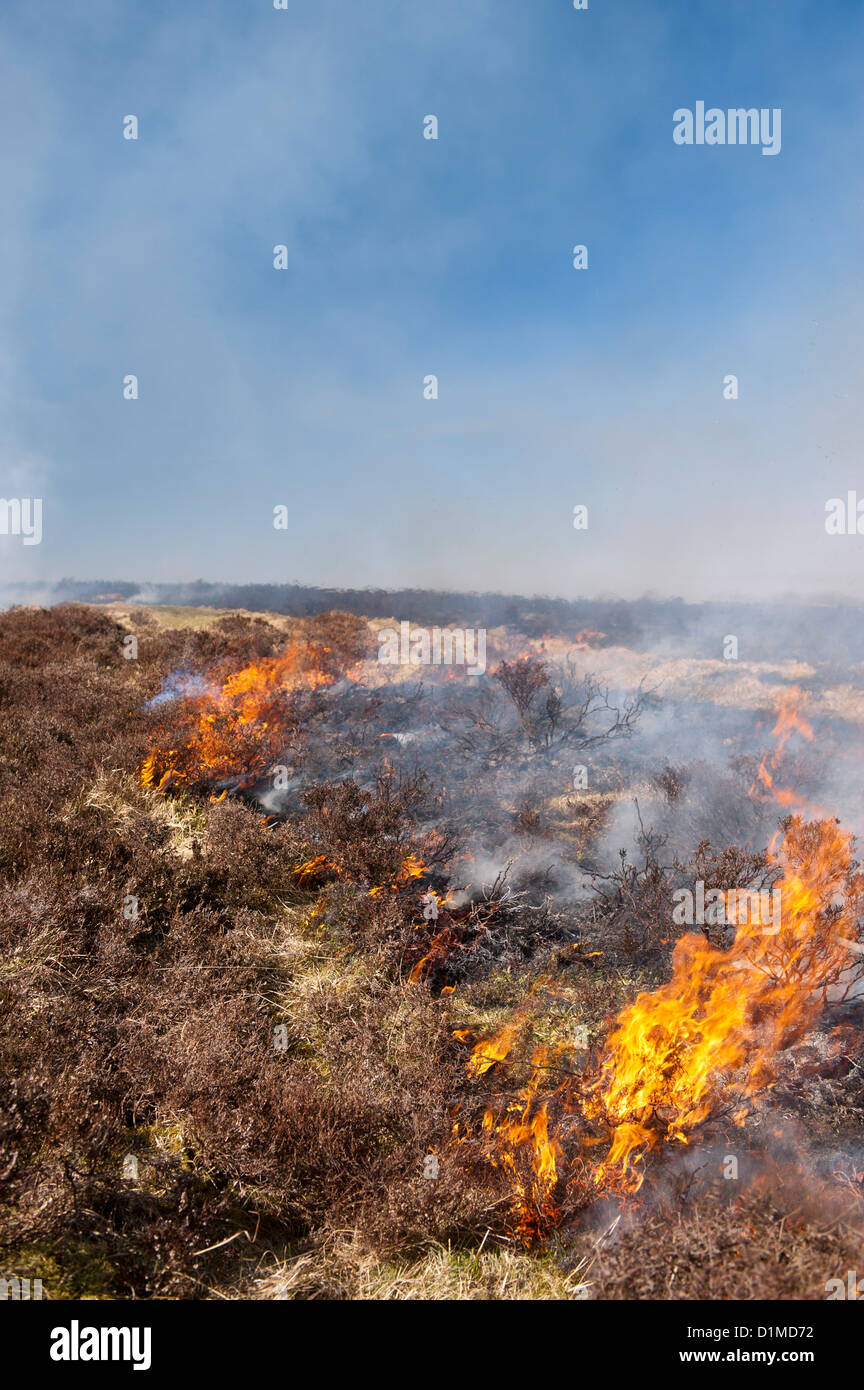 Heather moor vengono bruciate in primavera come parte di una controllata di programma di habitat. Foto Stock