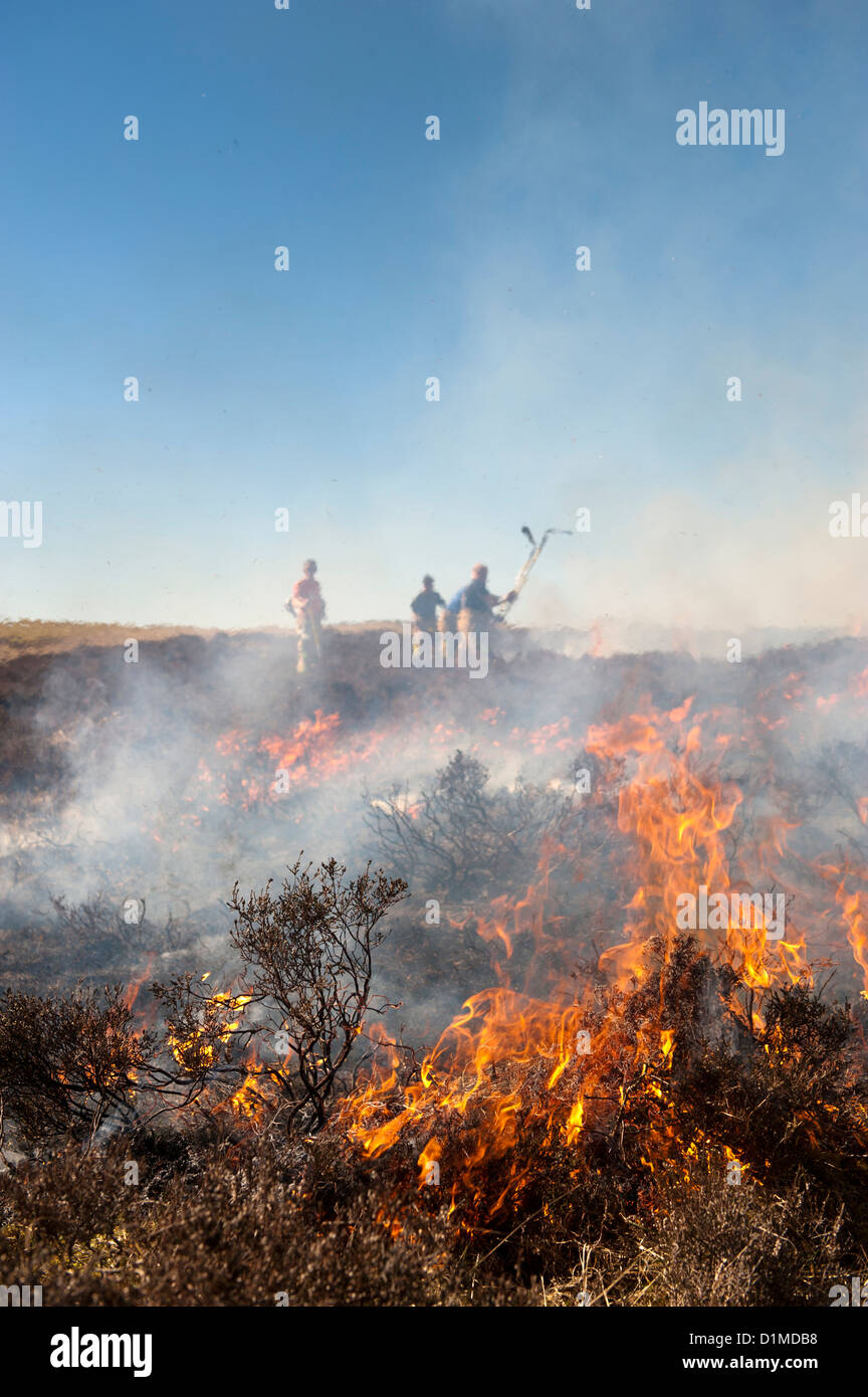 I vigili del fuoco attemting per controllare una heather masterizzazione di Moro che aveva iniziato a blaze fuori controllo, Cumbria, Inghilterra. Foto Stock