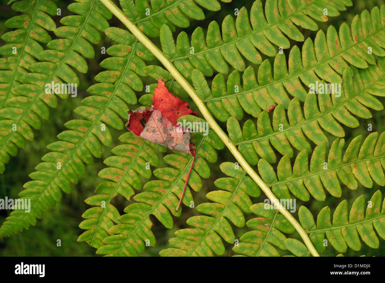 Red maple leaf su fern. Foto Stock