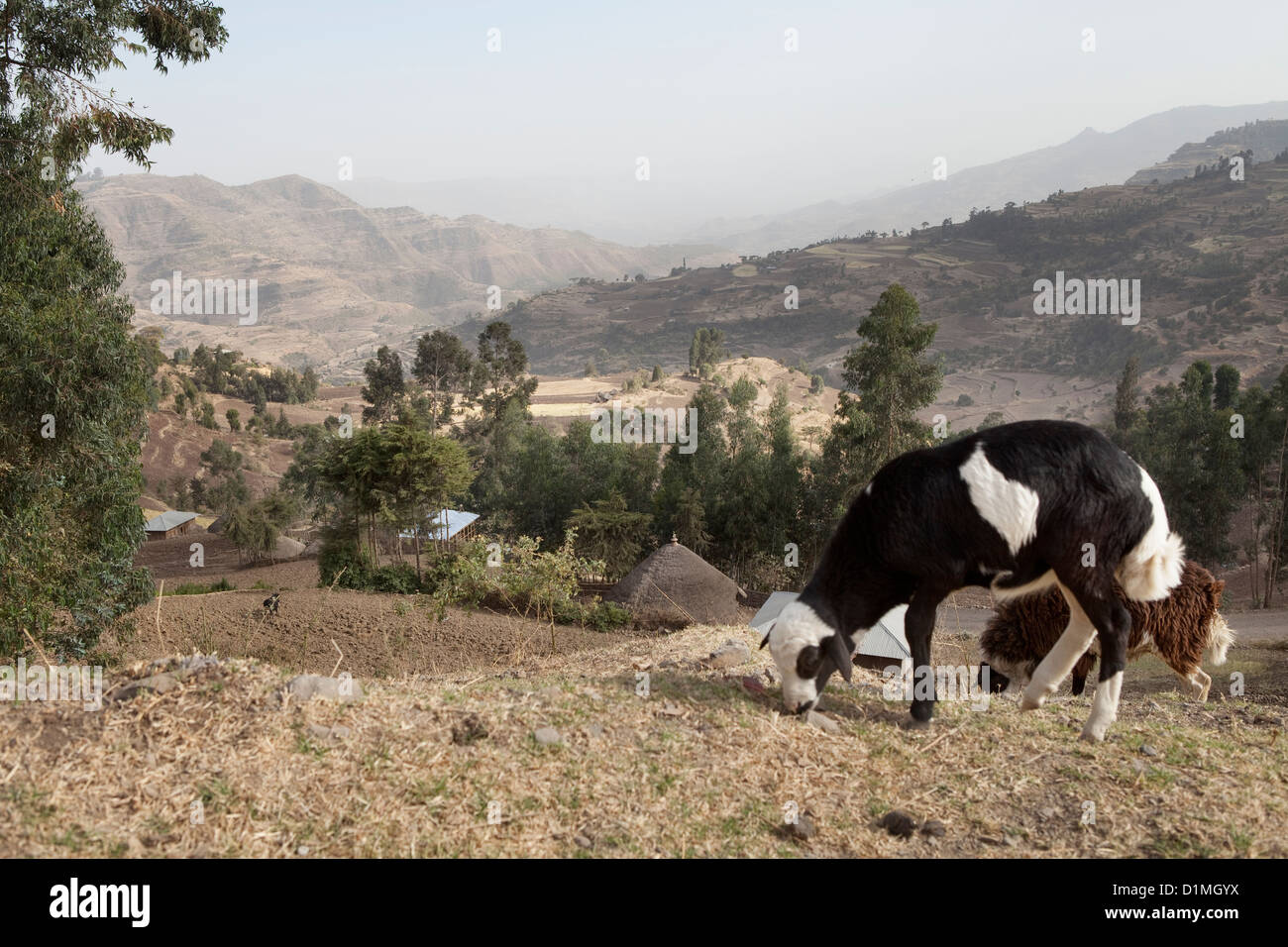 Colline e terreni agricoli a schiera segnano il paesaggio in Ankober, Etiopia. Foto Stock