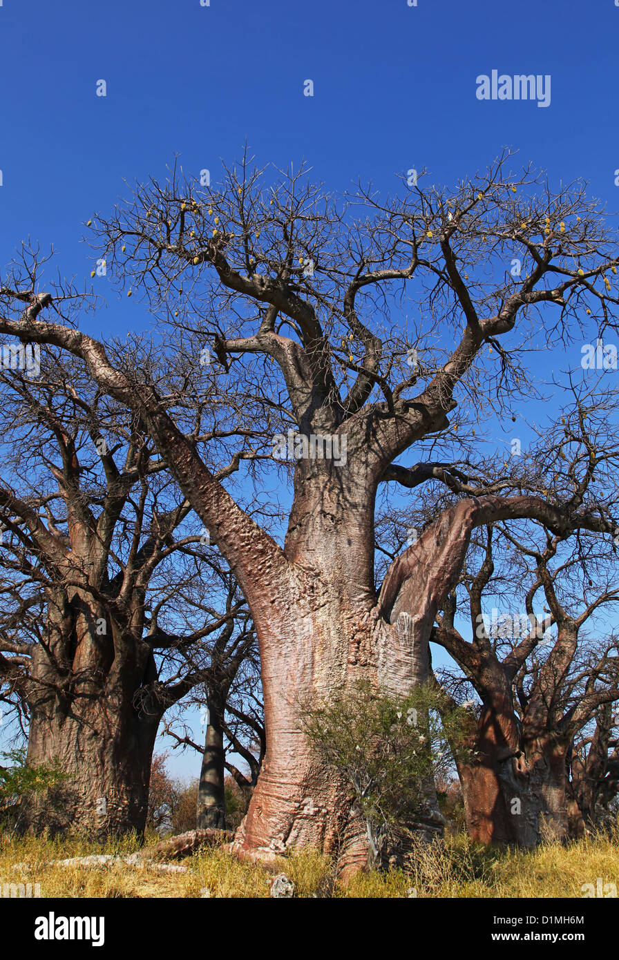 Famoso Baines baobab, sleeping sorelle, Botsuana Foto Stock