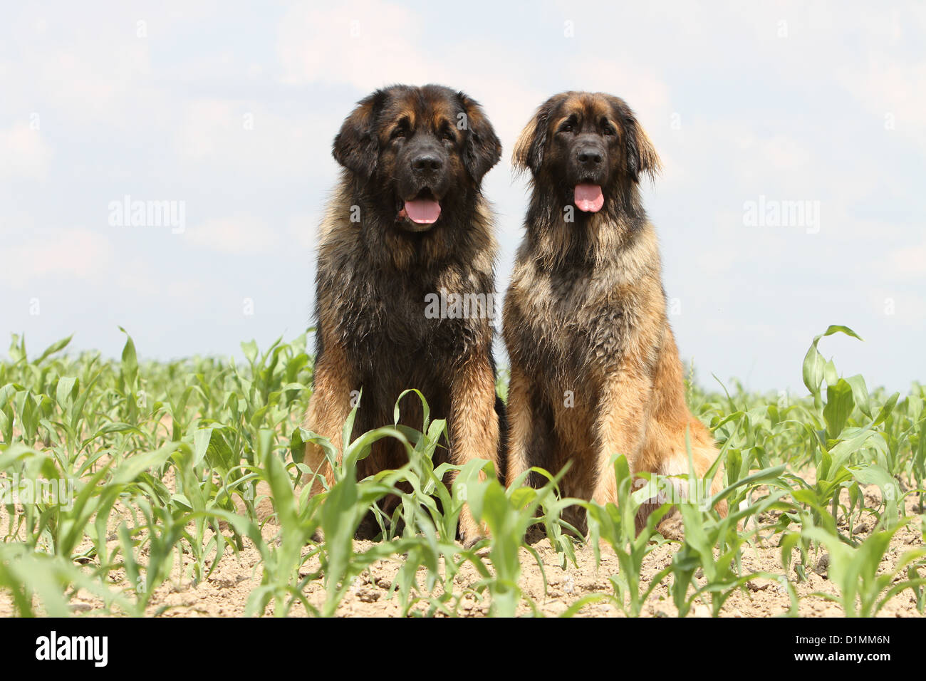 Cane Leonberger due adulti seduti in un campo Foto Stock