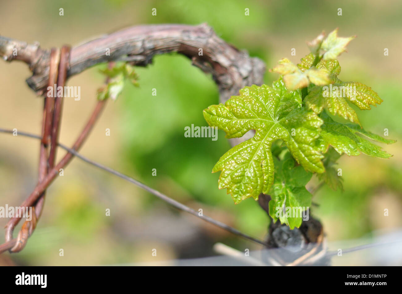 Foglia di vite Foto Stock