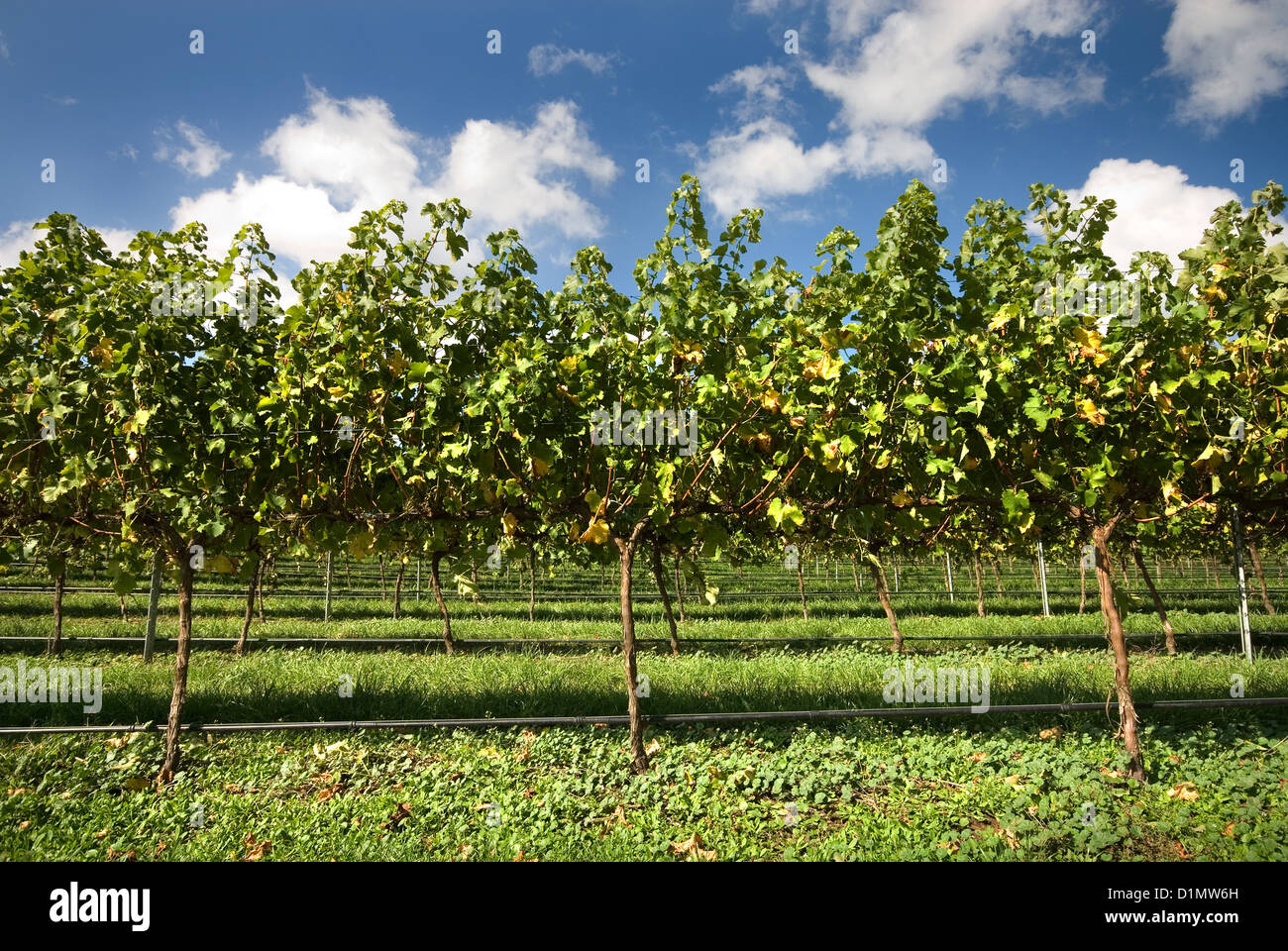 Filari di viti che crescono in una vigna sul Southern Highlands del Nuovo Galles del Sud, Australia Foto Stock