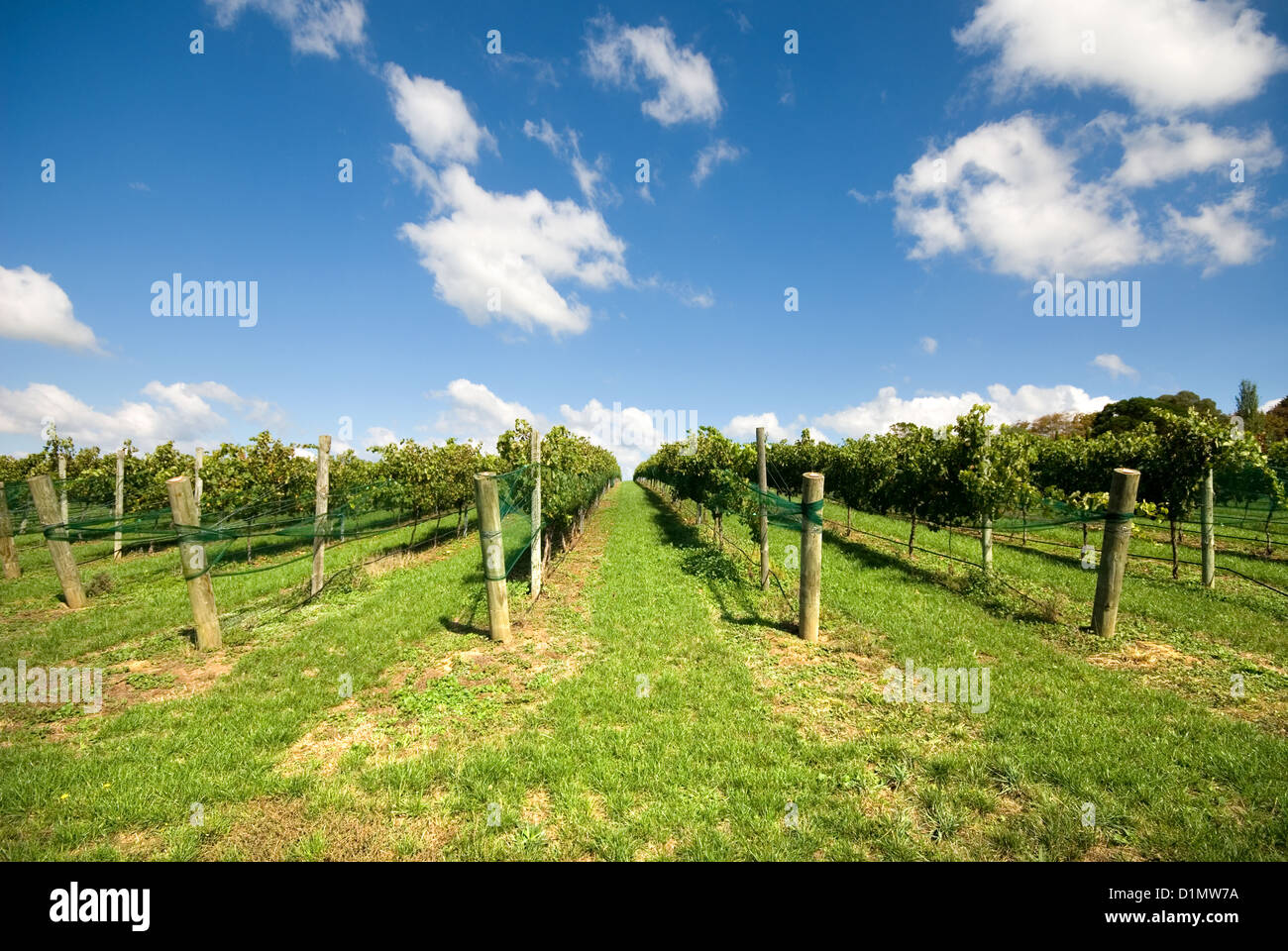 Filari di viti che crescono in una vigna sul Southern Highlands del Nuovo Galles del Sud, Australia Foto Stock