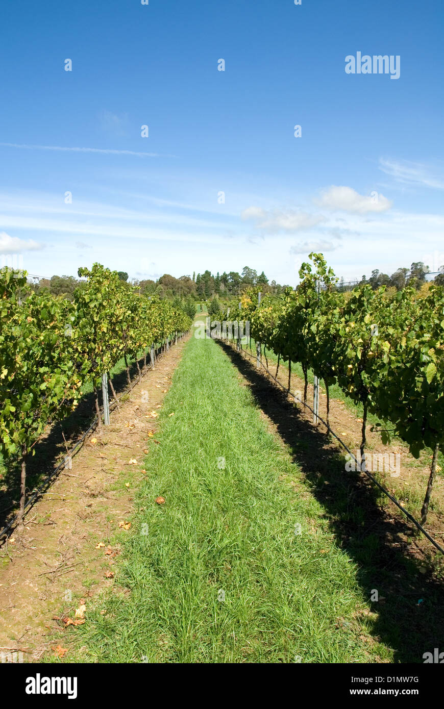 Filari di viti che crescono in una vigna sul Southern Highlands del Nuovo Galles del Sud, Australia Foto Stock