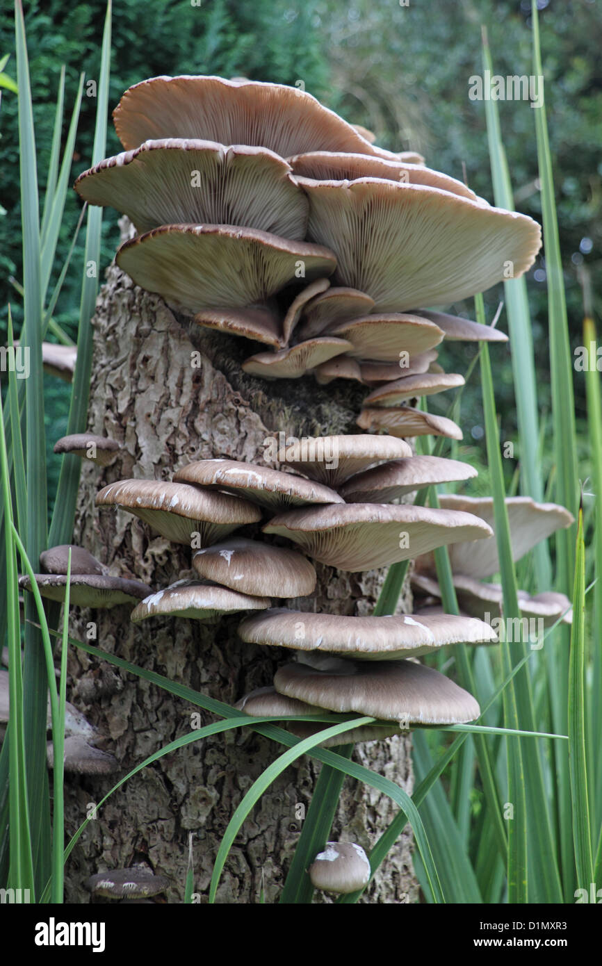 Funghi orecchioni cluster (Pleurotus cornucopiae) Foto Stock
