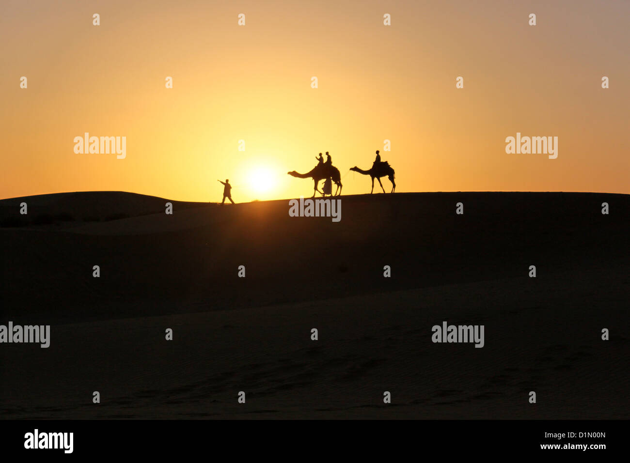 Silhouette di cammelli a piedi nel deserto durante il tramonto Foto Stock