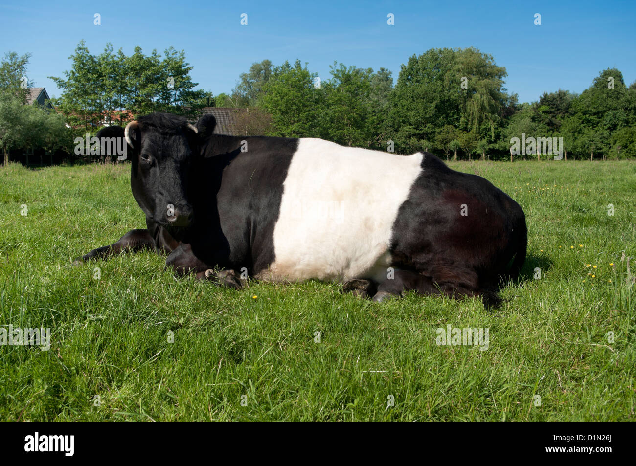 Lakenvelder tradizionale mucca in un prato olandese Foto Stock