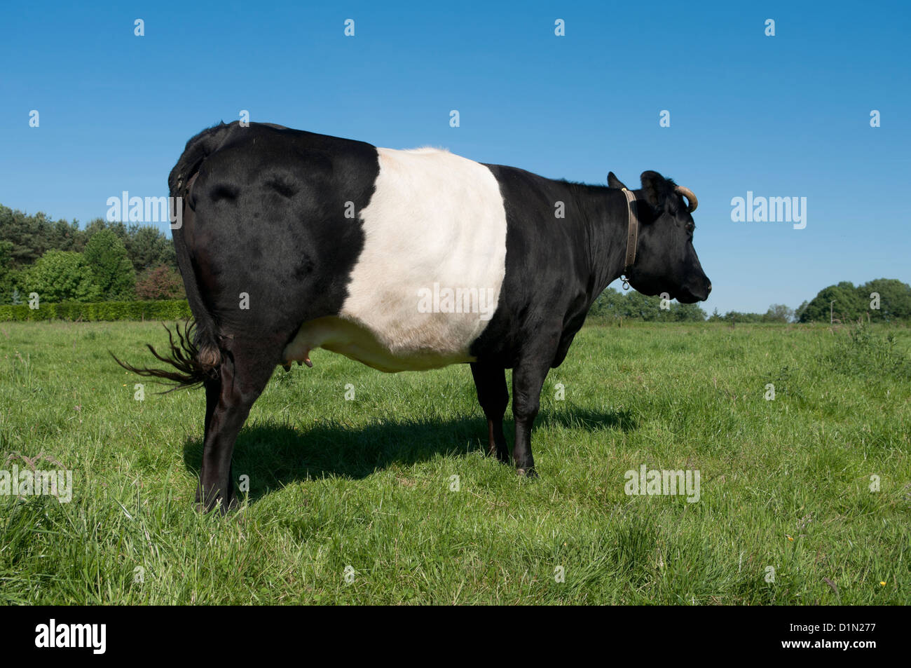 Lakenvelder tradizionale mucca in un prato olandese Foto Stock