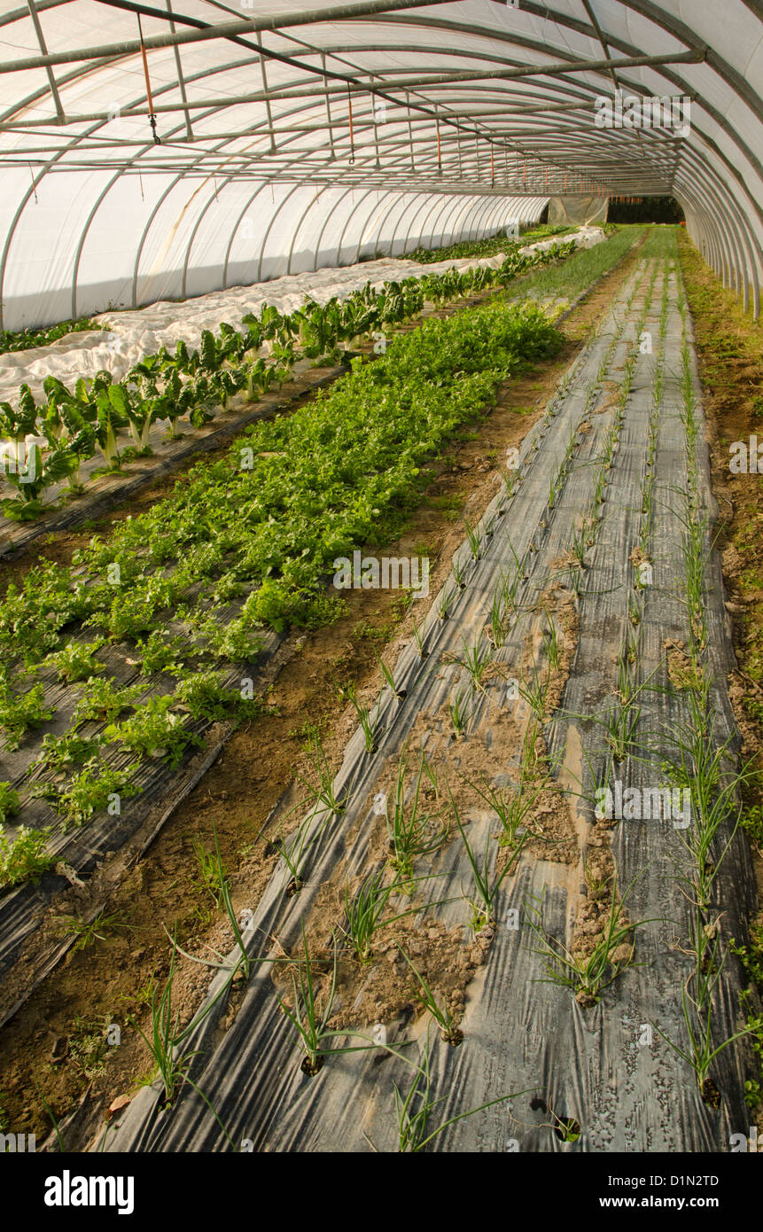 Serra con la piantagione di fresca di lattuga in Francia. Foto Stock