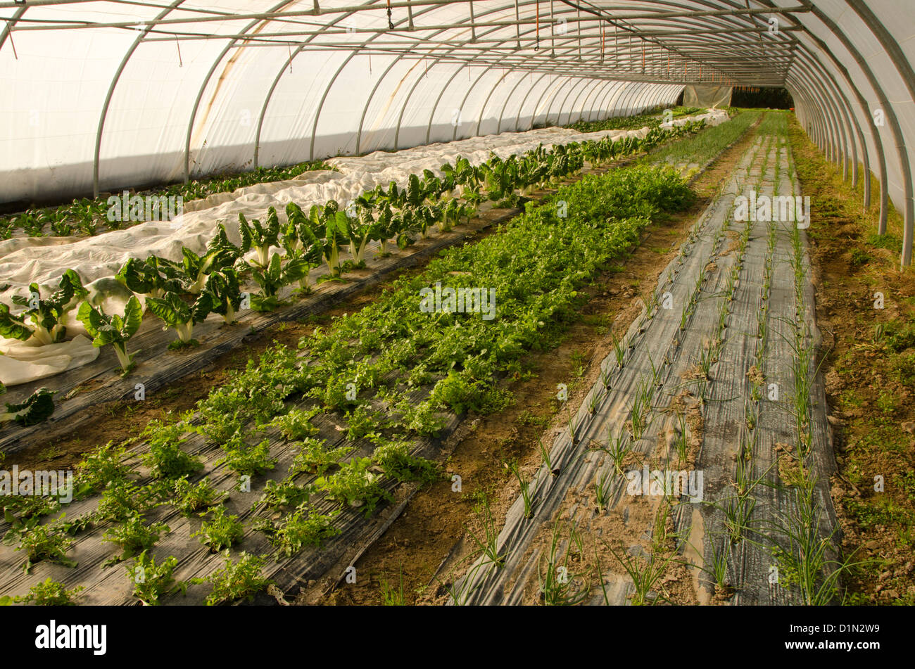 Serra con la piantagione di fresca di lattuga in Francia. Foto Stock