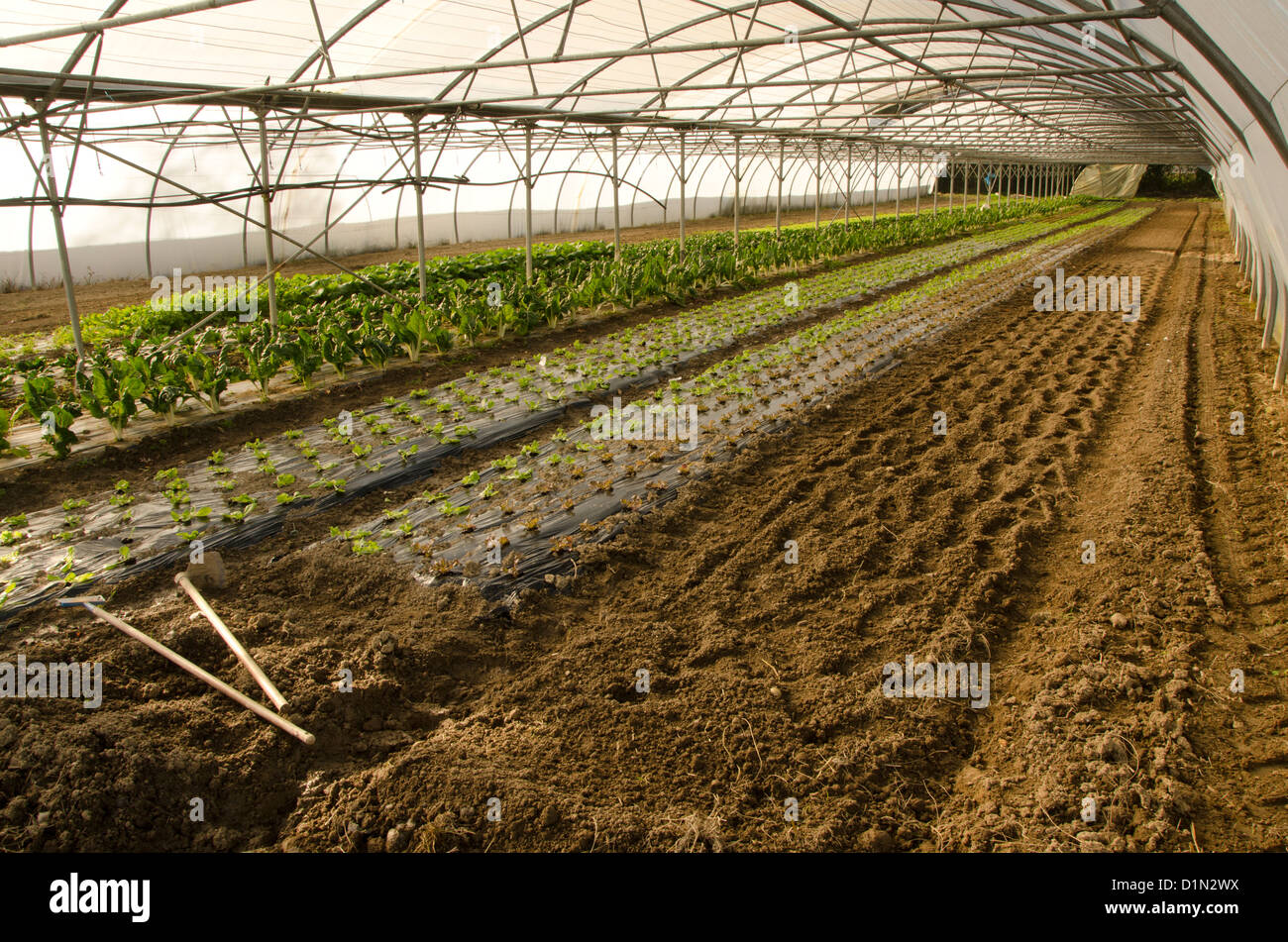 Serra con la piantagione di fresca di lattuga in Francia. Foto Stock