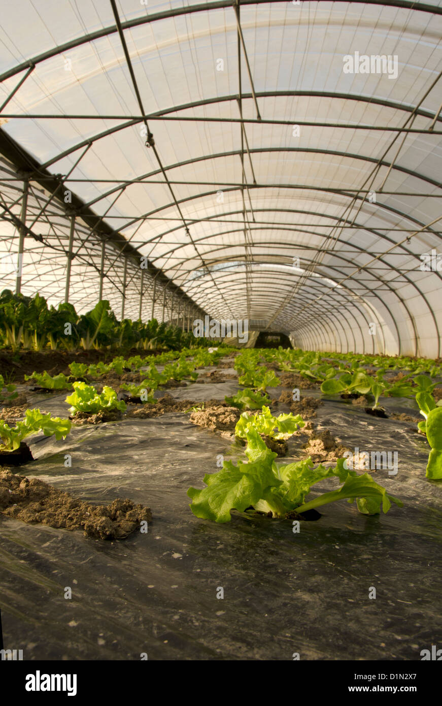 Serra con la piantagione di fresca di lattuga in Francia. Foto Stock