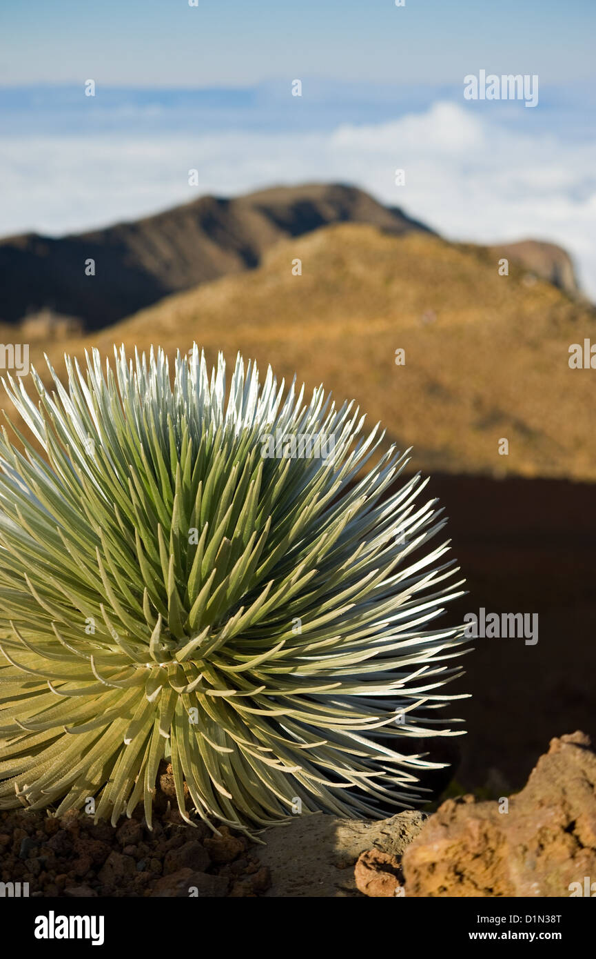 Un impianto di silversword sul vertice di Haleakala sull'isola di Maui. Foto Stock