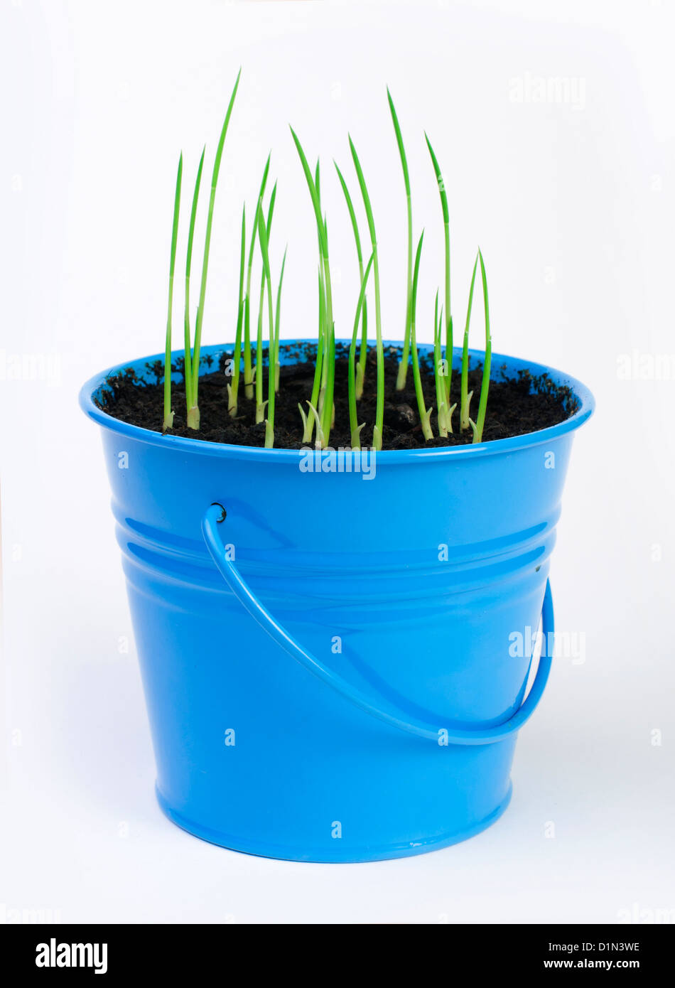 Giovani piante in vaso blu Foto Stock