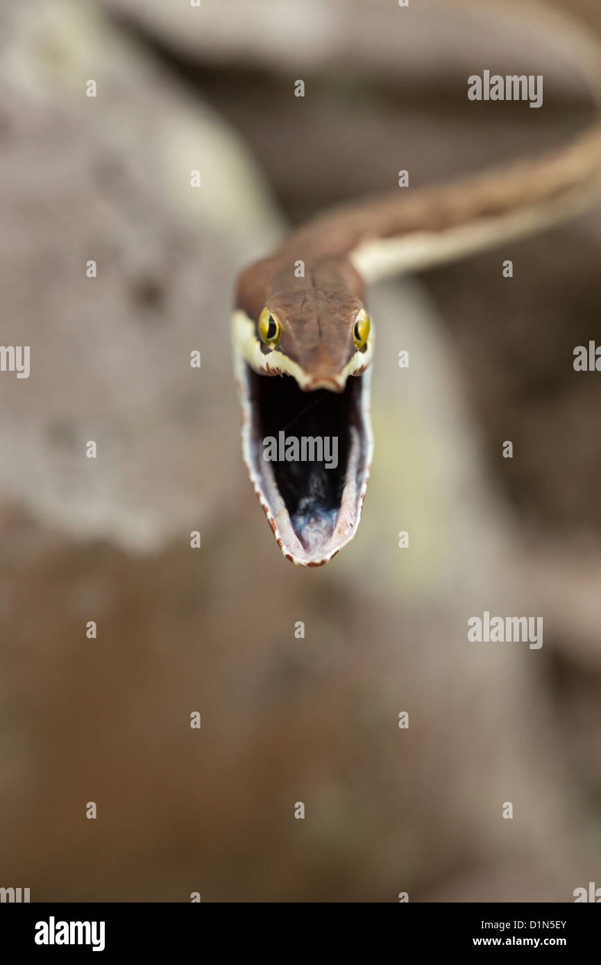 Vite marrone Snake Oxybelis aeneus Costa Rica posizione difensiva Foto Stock