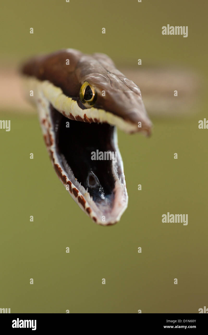 Vite marrone Snake Oxybelis aeneus Costa Rica posizione difensiva Foto Stock