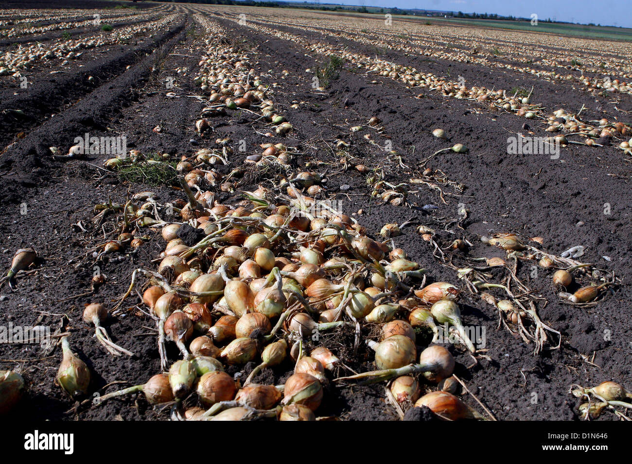 Cipolle di fila sul campo di cipolle raccolta di cipolle Foto Stock