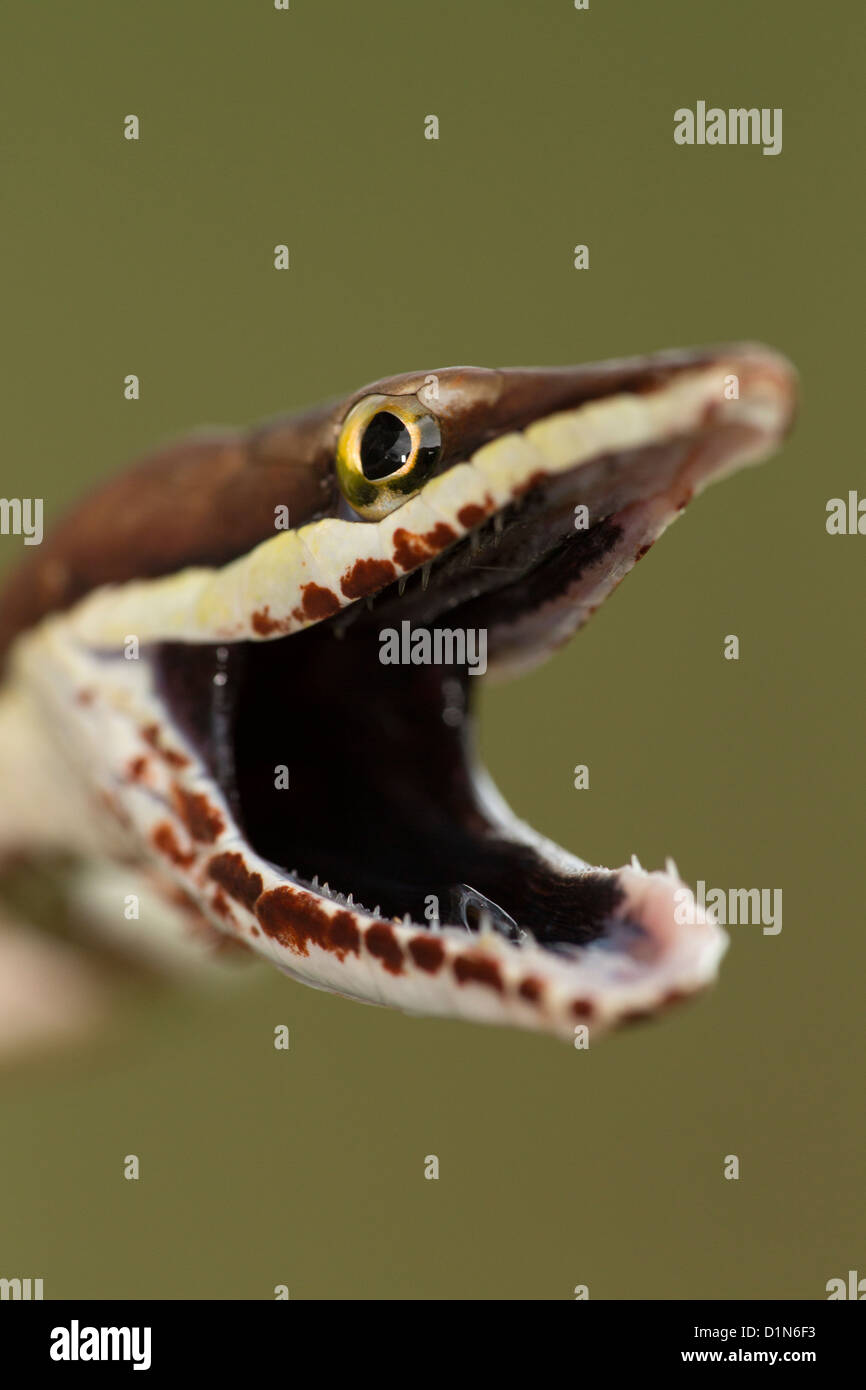 Vite marrone Snake Oxybelis aeneus Costa Rica posizione difensiva Foto Stock