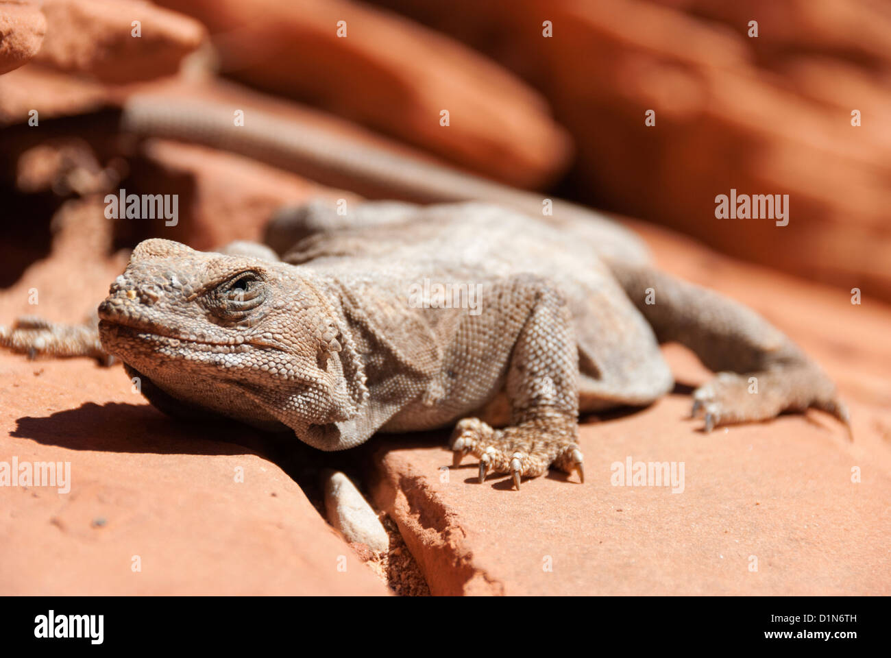 Chuckwalla, Grand Canyon, Arizona. Foto Stock