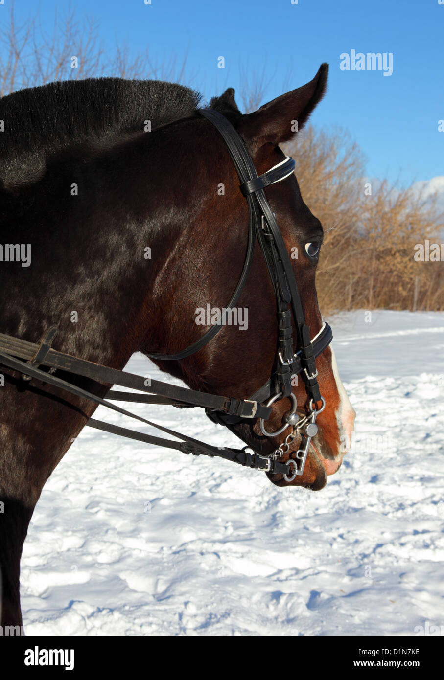 Bellissimo stallone di razza in campo invernale Foto Stock