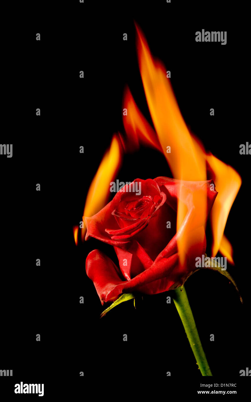 Foto di San Valentino di masterizzazione di una rosa rossa sul fuoco Foto Stock