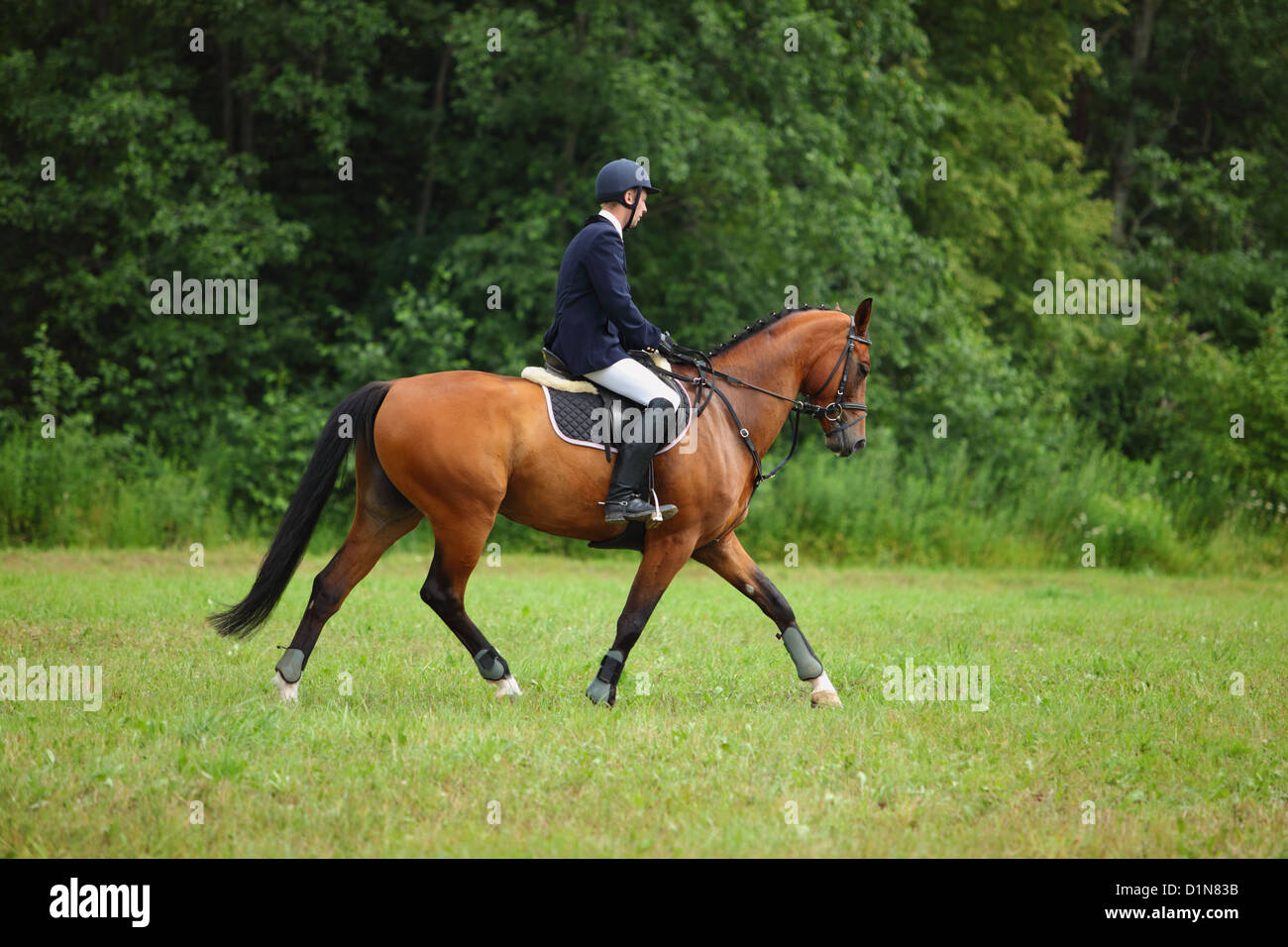 Cavallo e cavaliere in un inglese sella di equitazione è entrato in cavallo dressage parte Foto Stock