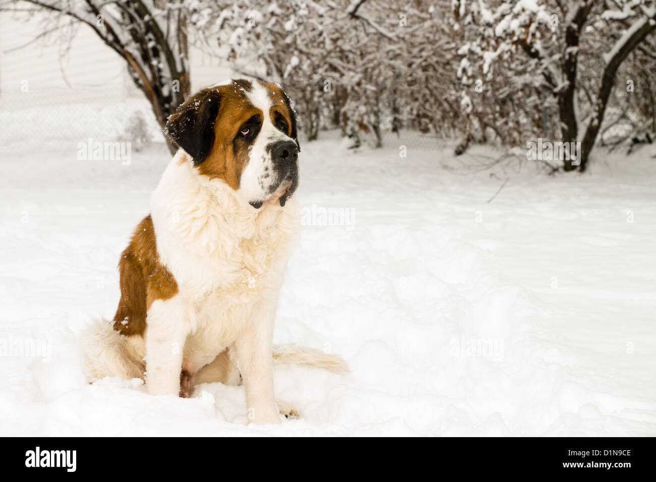 Un Gran San Bernardo cane si siede appena scesa la neve. Foto Stock