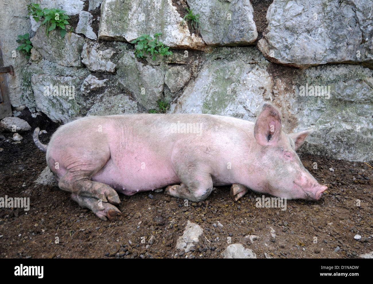 Maiale, dormire suino, maiale addormentato Foto Stock