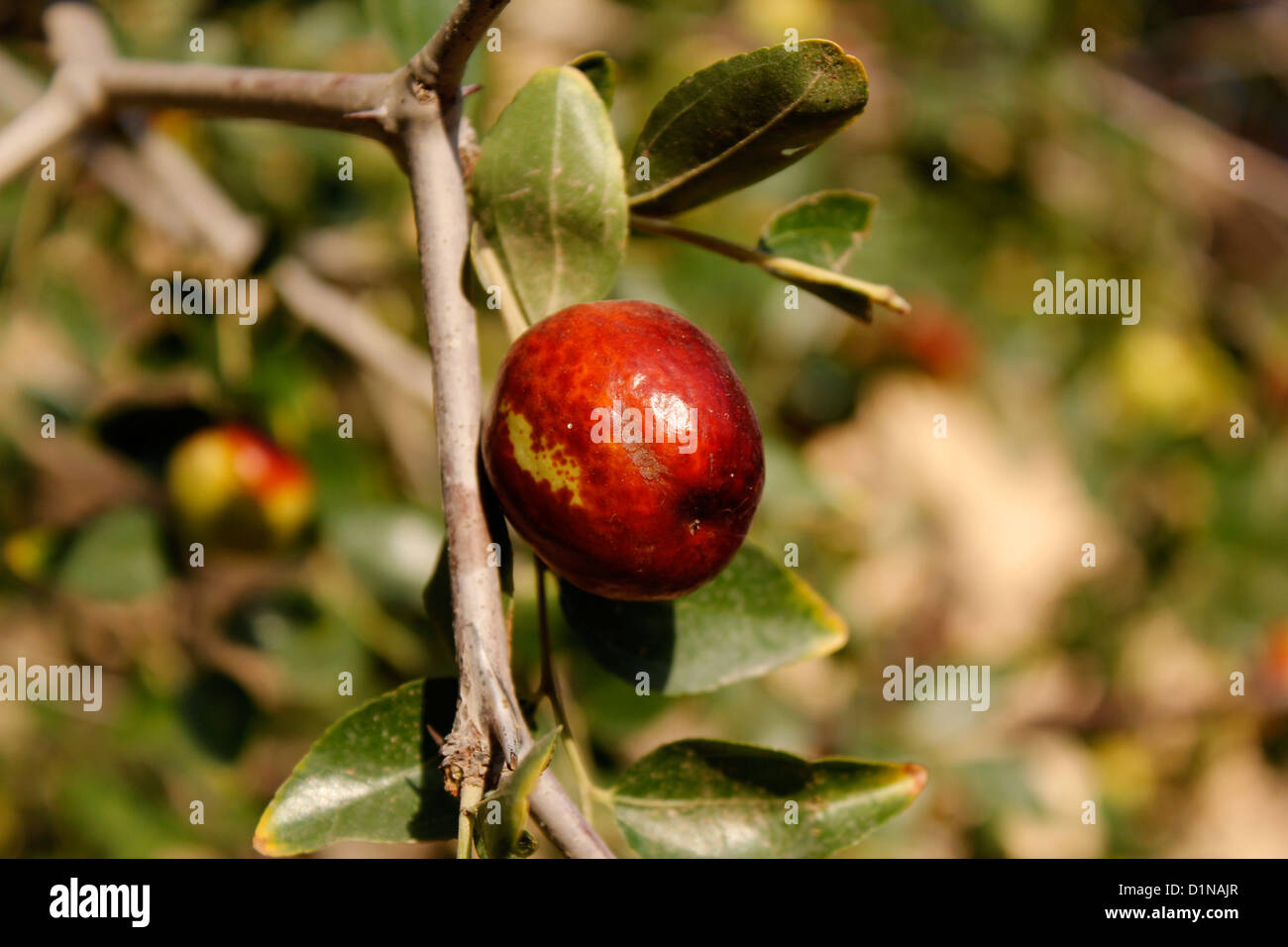Jujube frutta, noto anche come il rosso cinese data specie di Ziziphus in la frangola famiglia (Rhamnaceae) Foto Stock