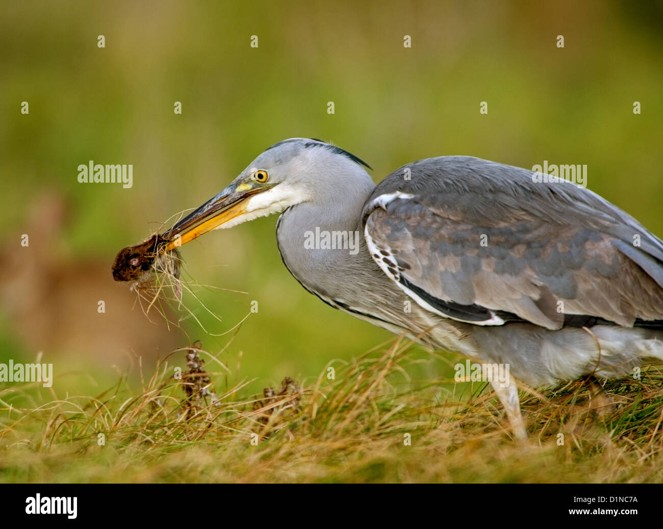 Ardea cinerea, airone cenerino con la preda Foto Stock