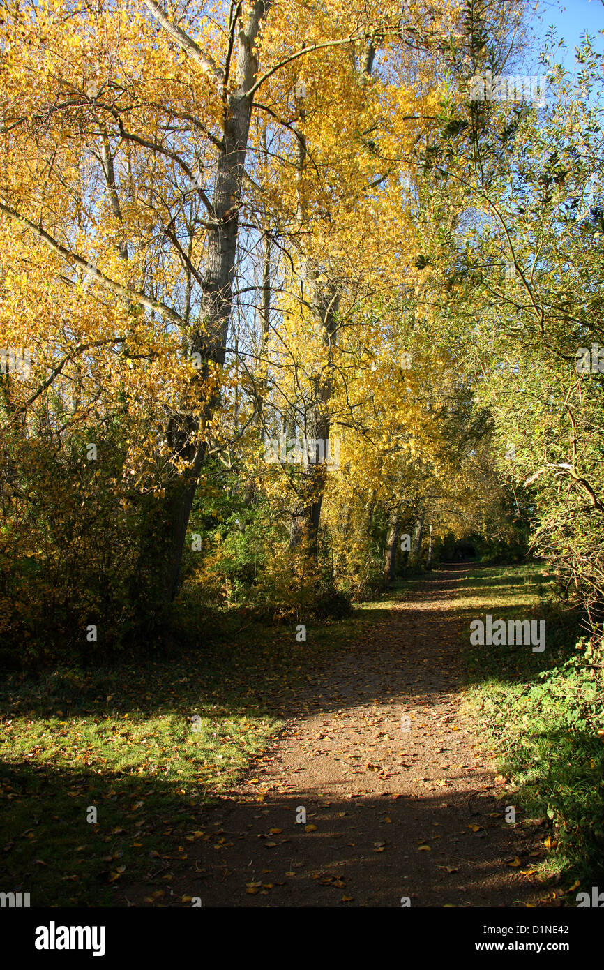 Alberi di pioppo fodera un paese di lingua inglese Lane in autunno. Foto Stock