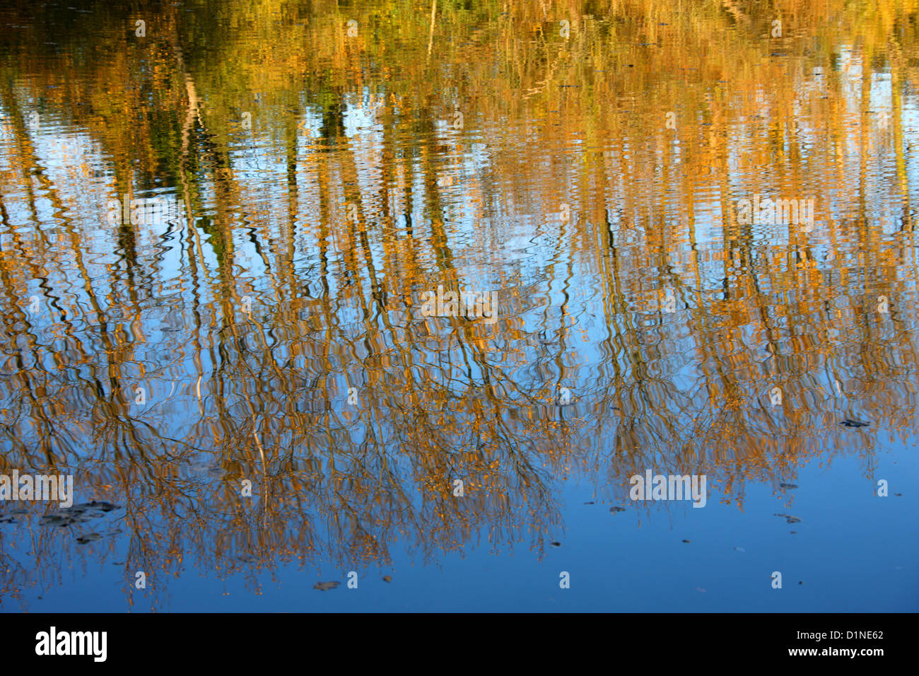 Colori d'Autunno alberi riflessa nell'acqua. Foto Stock