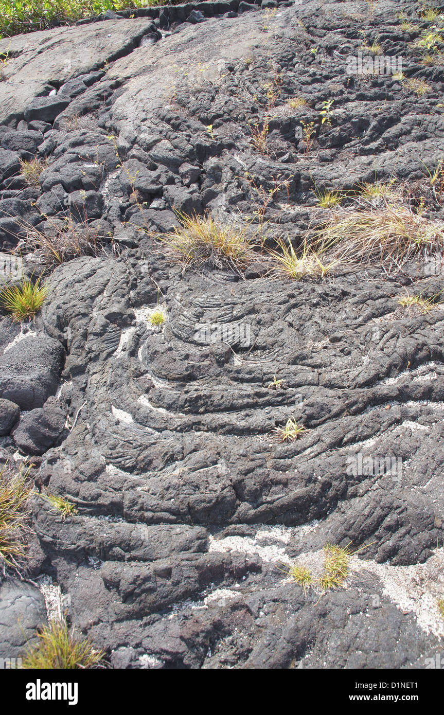 Erba che cresce su vecchi flowPuuhonua lava O Honaunau luogo di rifugio Parco Nazionale, Hawaii Foto Stock