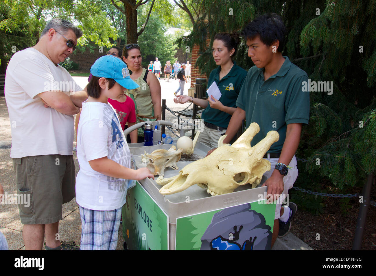 Volunteer docenti spiegare le ossa di animali e di uova ai visitatori. Il Lincoln Park Zoo Chicago Illinois Foto Stock
