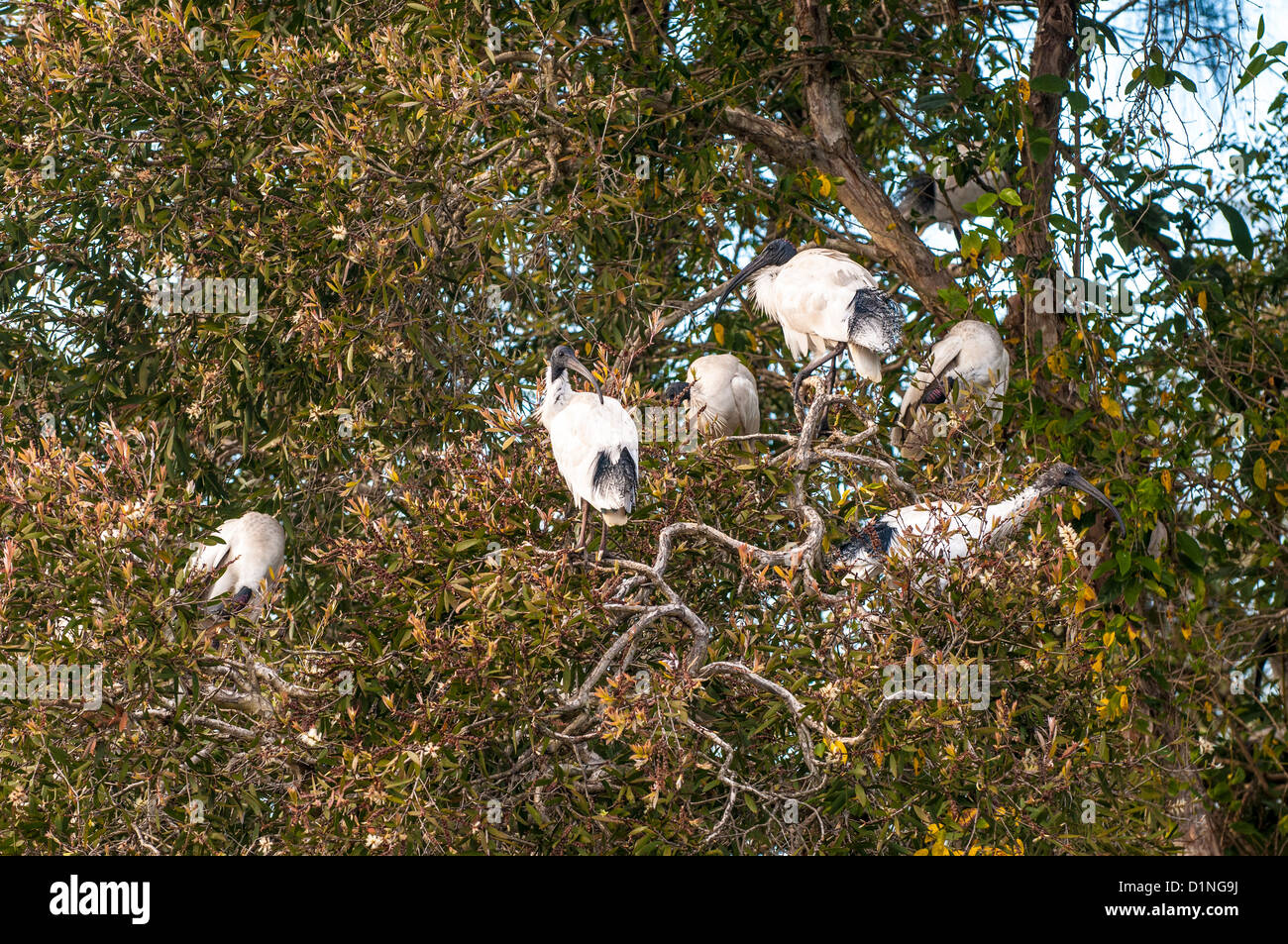 Australian White Ibis (Threskiornis molucca), Sherwood rifugio di uccelli, Brisbane, Queensland, Australia Foto Stock