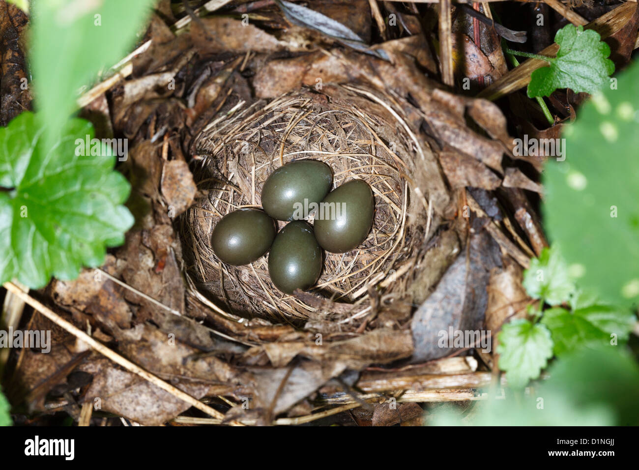 Il nido di un uccello con le uova in natura. Luscinia luscinia, tordo usignolo. Foto Stock