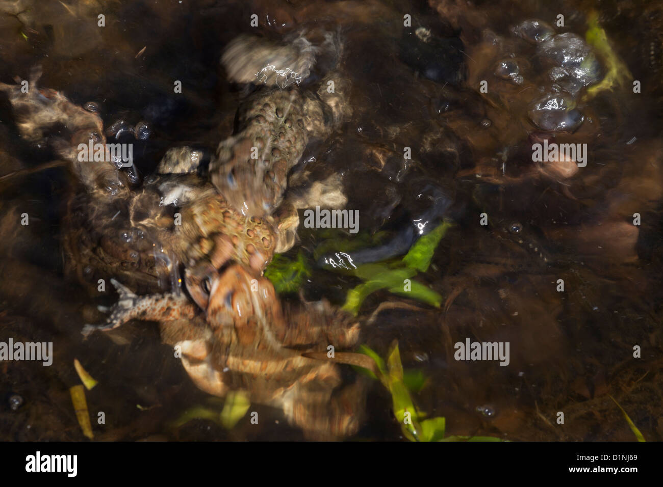 American rospo , Bufo americanus , New York , toad sfera, maschi di tentare di accoppiarsi con la femmina Foto Stock