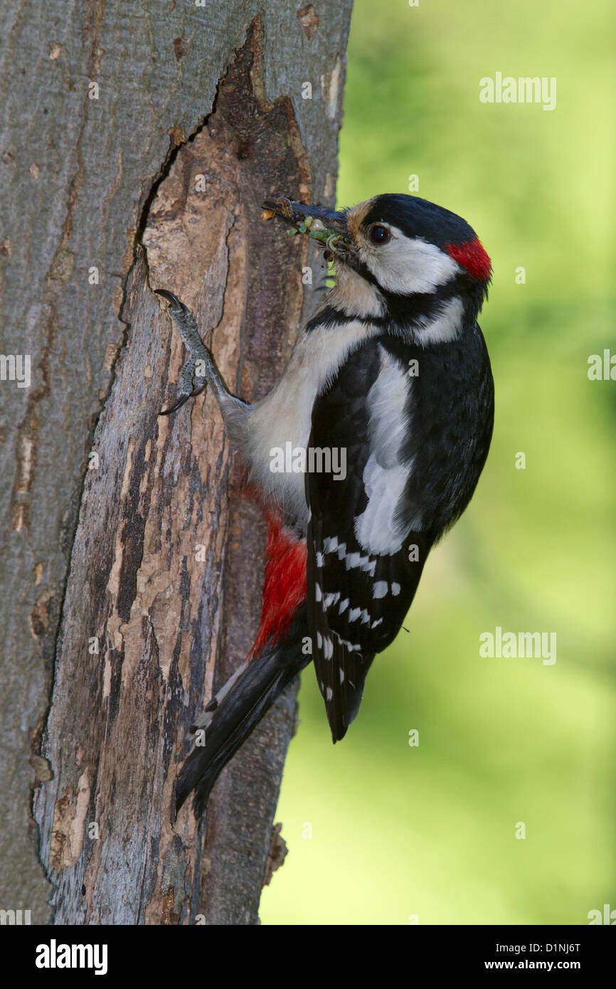 Picchio rosso maggiore (Dendrocopos major) Foto Stock